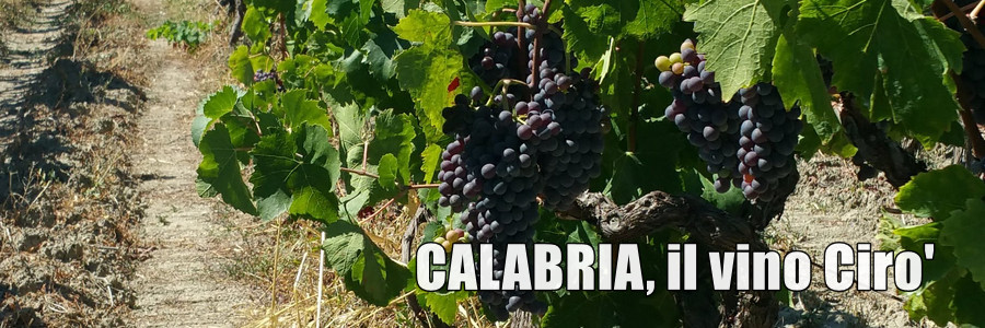CALABRE. UNE ROUTE DES VINS qui remonte au temps des grecs, au temps de Milon de Kroton.